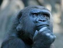 Отряд Приматы: образ жизни, эволюция и классификация отряда, человекообразные обезьяны Человек относится к отряду приматов