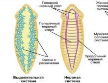 Ресничные черви: характеристика, представители и строение